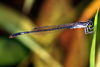 Agriocnemis forcipata old male, Cameroon, Akonolinga